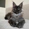 Majestic Cat
