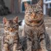 Cat Pair 1
