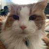 Fluffy Cat
