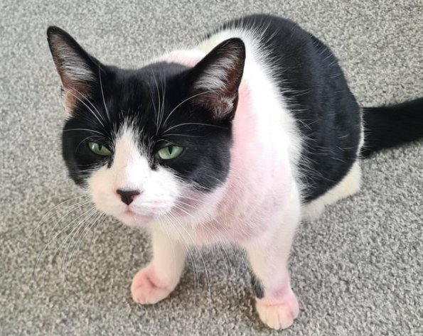 Murder Mittens