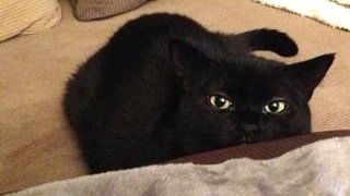 Stealth Cat