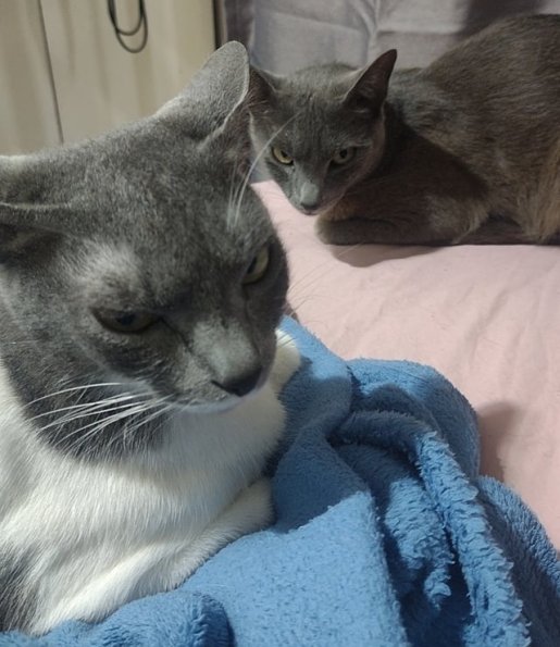 Angry Cats