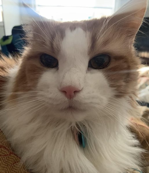 Fluffy Cat