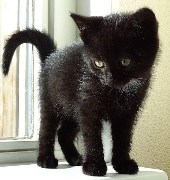 Black Kitten