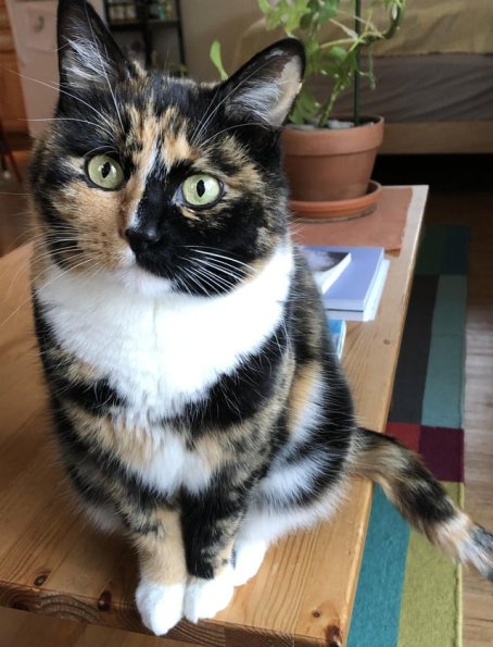 Skeeta Cat