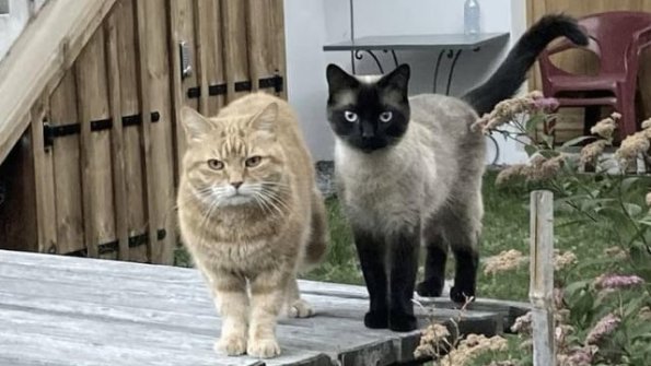 Backyard Cats