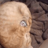 Cat Wrapped Kitten