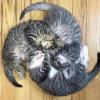Cat Pinwheel