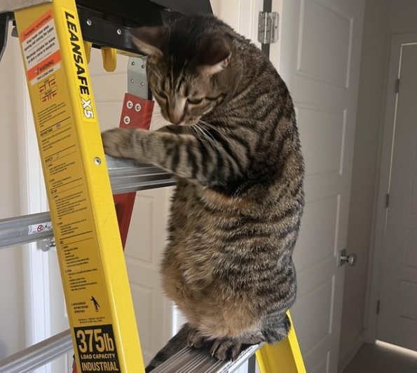 Ladder Cat