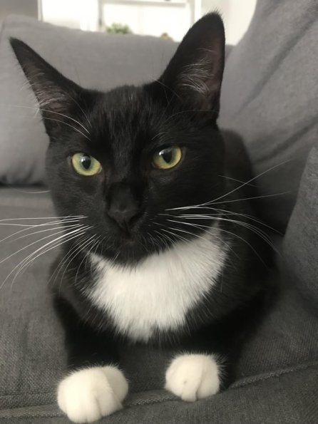 Tuxedo Cat