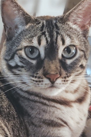 Cat Cat