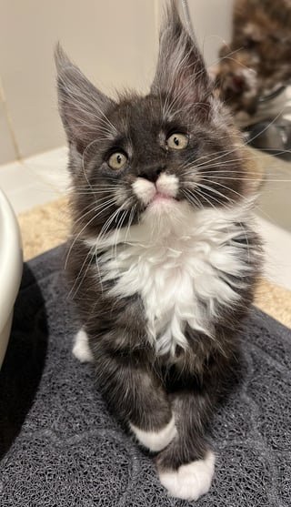 Cat Face 1