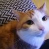 Cat 2