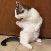 Judo Cat 2