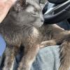 Cat 17yo 1