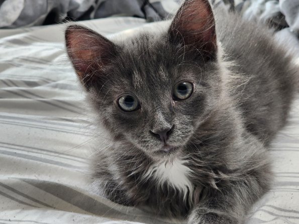 Grey Cat