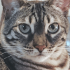 Cat Cat