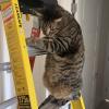 Ladder Cat