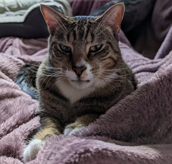Tinker Cat