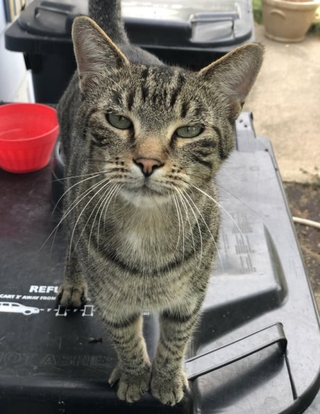 Henry Cat