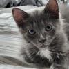 Grey Cat