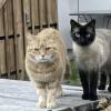 Backyard Cats
