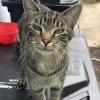 Henry Cat