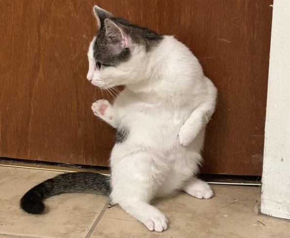 Judo Cat 2