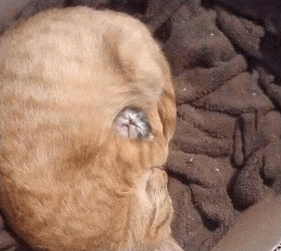Cat Wrapped Kitten