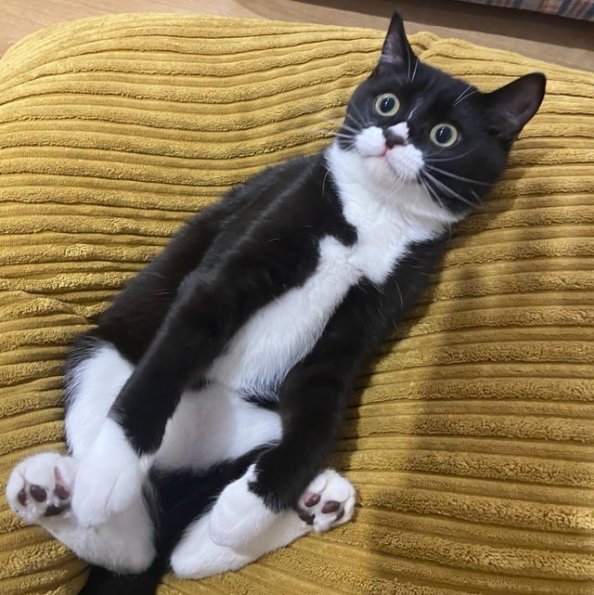 Shocked Tuxedo