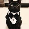 Best Man Cat