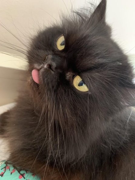 Smokey Cat