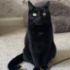 Black Cat White Tuft 1