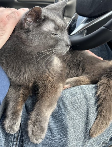 Cat 17yo 1