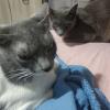 Angry Cats