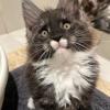 Cat Face 1