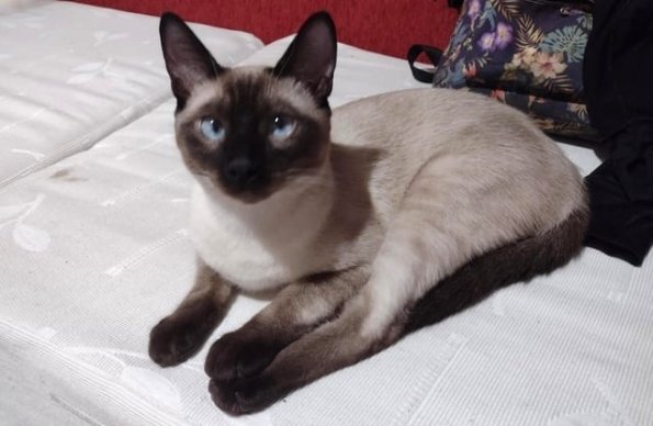 Siamese