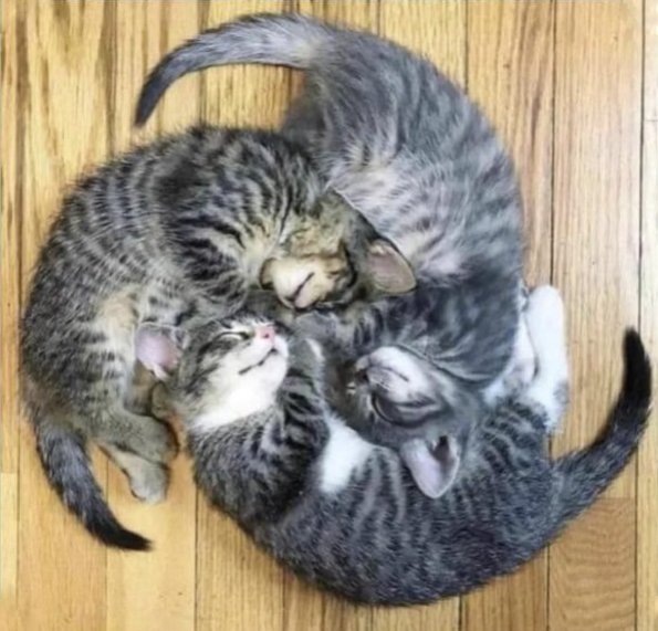 Cat Pinwheel