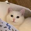 Bag Cat