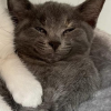 Cat Face