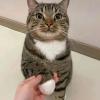Perfect Paws