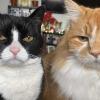 Cat Pair 2