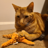 Cat Starfish Toy