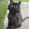 Distracted Cat