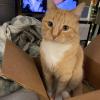 Box Cat 2