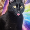 Black Blep