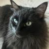 Turquoise Eyes