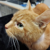 Toki
