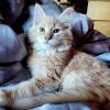 Orange Floof