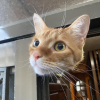 Cat Head